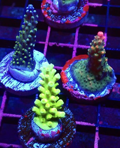 WYSIWYG Ultra Acropora  3 Frag Pack - (2)