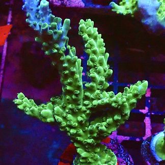 WYSIWYG Purple Tip Slimer Acropora Colony L1
