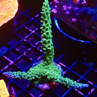 WYSIWYG L1 Blue/Turquoise Staghorn Acropora Colony
