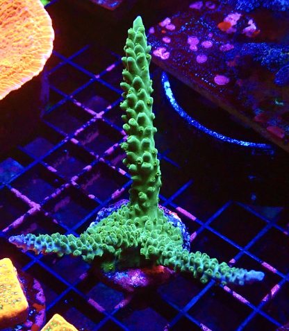 WYSIWYG L1 Blue/Turquoise Staghorn Acropora Colony