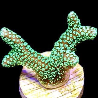 WYSIWYG 9F Super Bright Fibre Optic Seriatopora