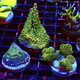 WYSIWYG Ultra Mixed SPS 3 Frag Pack - (1)