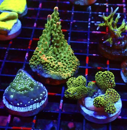 WYSIWYG Ultra Mixed SPS 3 Frag Pack - (1)