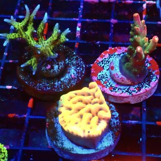 WYSIWYG Ultra Mixed SPS 3 Frag Pack - (2)