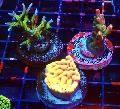WYSIWYG Ultra Mixed SPS 3 Frag Pack - (2)