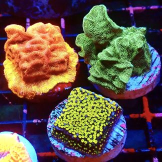 WYSIWYG Ultra Mixed SPS 3 Frag Pack - (3)