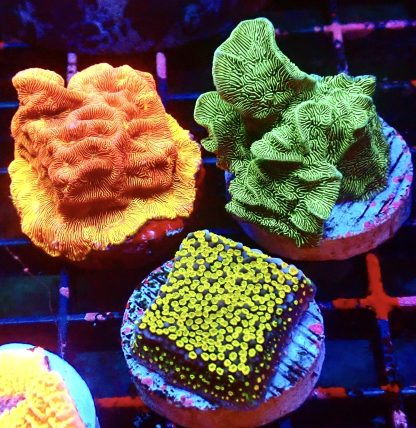 WYSIWYG Ultra Mixed SPS 3 Frag Pack - (3)