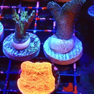 WYSIWYG Ultra Mixed SPS 3 Frag Pack - (4)