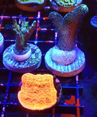 WYSIWYG Ultra Mixed SPS 3 Frag Pack - (4)