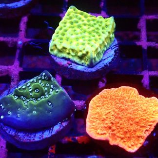 WYSIWYG Ultra Montipora  3 Frag Pack - (4)
