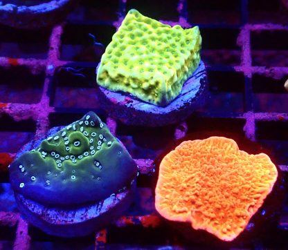 WYSIWYG Ultra Montipora  3 Frag Pack - (4)