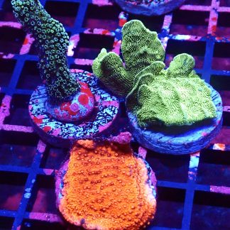 WYSIWYG Ultra Mixed SPS 3 Frag Pack - (5)