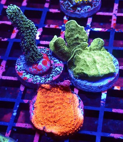 WYSIWYG Ultra Mixed SPS 3 Frag Pack - (5)
