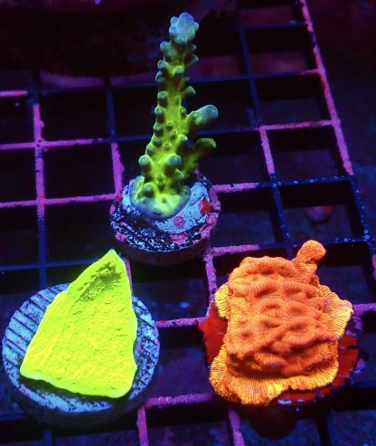 WYSIWYG Ultra Mixed SPS 3 Frag Pack - (6)