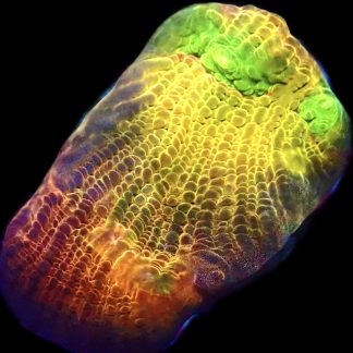 WYSIWYG  A1 Tropicana Chalice Frag