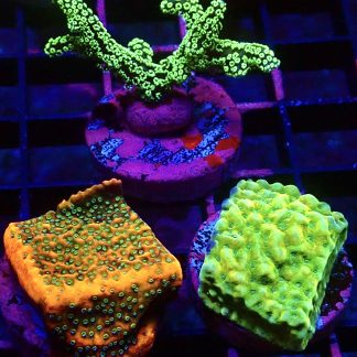 WYSIWYG Ultra Mixed SPS 3 Frag Pack - (7)