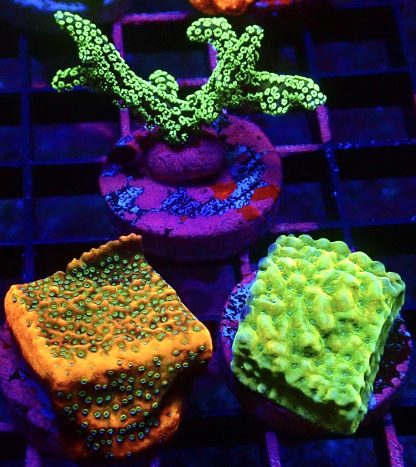 WYSIWYG Ultra Mixed SPS 3 Frag Pack - (7)