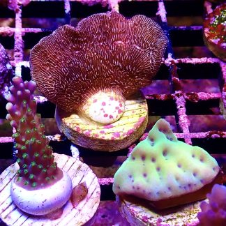 WYSIWYG Ultra Mixed SPS 3 Frag Pack - (11)