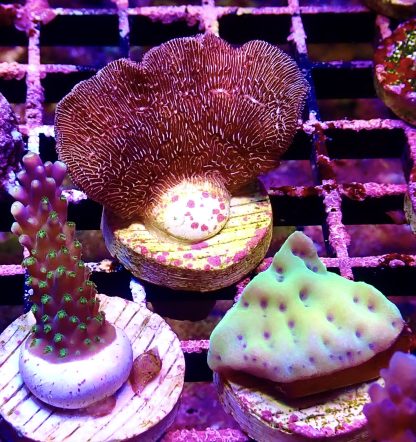 WYSIWYG Ultra Mixed SPS 3 Frag Pack - (11)