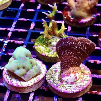 WYSIWYG Ultra Mixed SPS 3 Frag Pack - (8)