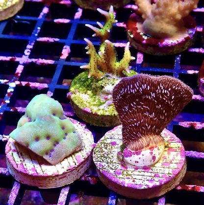 WYSIWYG Ultra Mixed SPS 3 Frag Pack - (8)