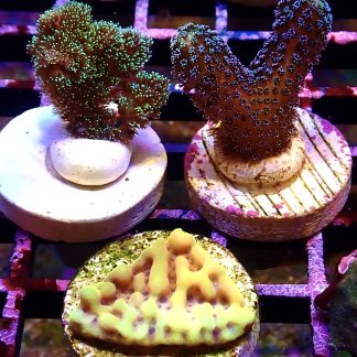 WYSIWYG Ultra Mixed SPS 3 Frag Pack - (9)