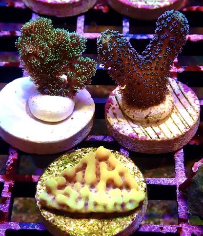 WYSIWYG Ultra Mixed SPS 3 Frag Pack - (9)