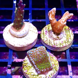 WYSIWYG Ultra Mixed SPS 3 Frag Pack - (10)