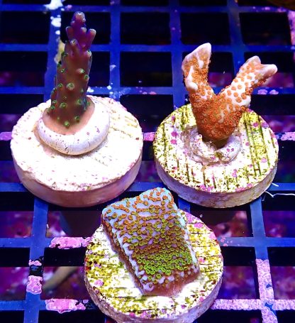 WYSIWYG Ultra Mixed SPS 3 Frag Pack - (10)