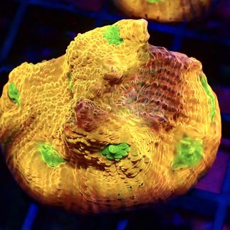 WYSIWYG A1 House Of Horror Chalice Frag Large