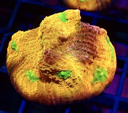 WYSIWYG A1 House Of Horror Chalice Frag Large