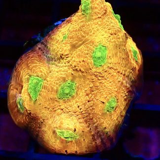 WYSIWYG A2 House Of Horror Chalice Frag Large
