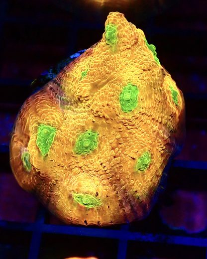 WYSIWYG A2 House Of Horror Chalice Frag Large