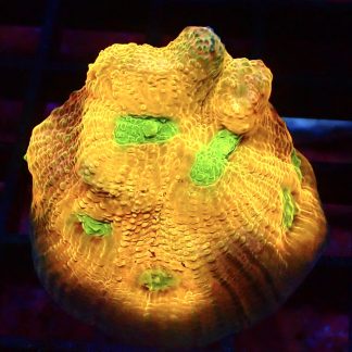 WYSIWYG A3 House Of Horror Chalice Frag Large