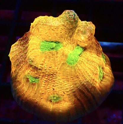 WYSIWYG A3 House Of Horror Chalice Frag Large