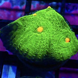 WYSIWYG A2 Mummy Eye Chalice Frag