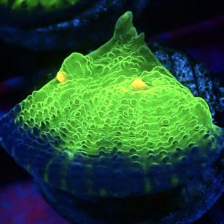 WYSIWYG A4 Mummy Eye Chalice Frag