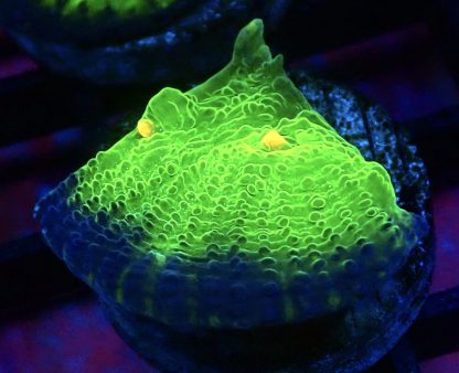 WYSIWYG A4 Mummy Eye Chalice Frag