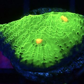 WYSIWYG A5 Mummy Eye Chalice Frag