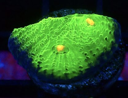 WYSIWYG A5 Mummy Eye Chalice Frag