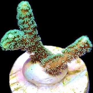 WYSIWYG M22 Fibre Optic Seriatopora