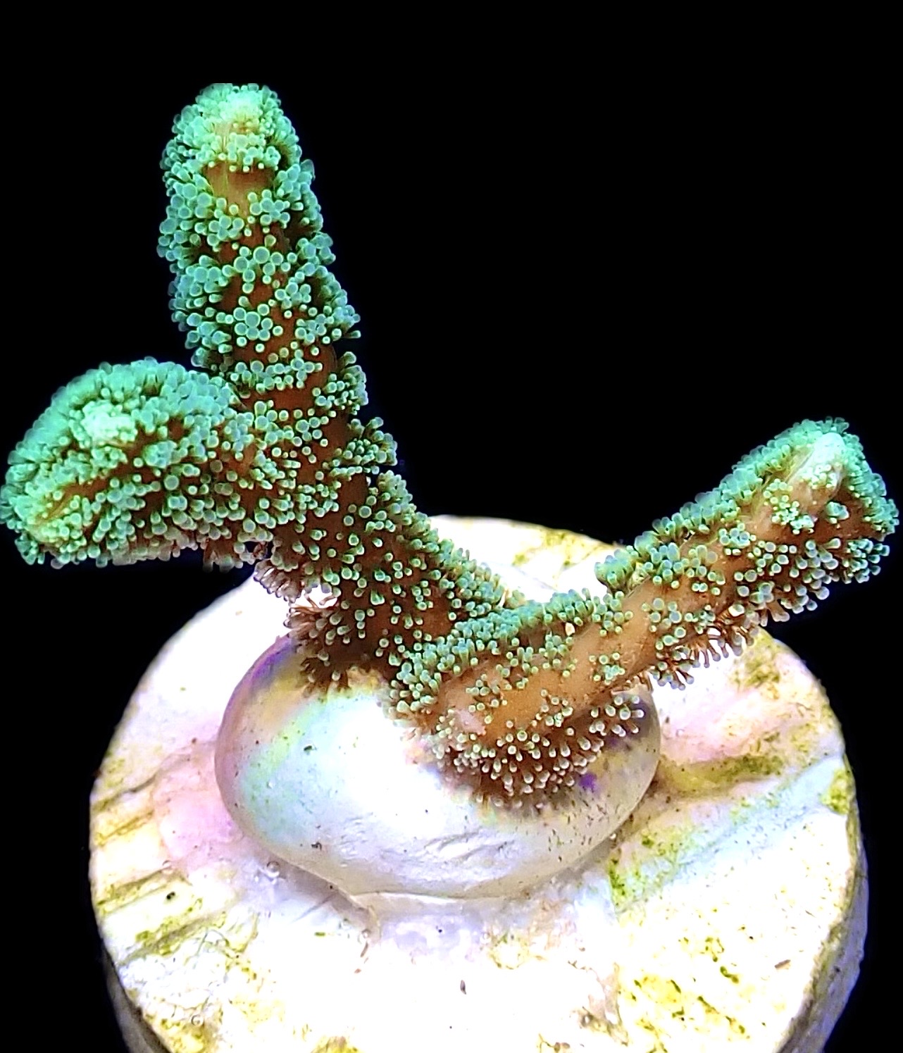 WYSIWYG M22 Fibre Optic Seriatopora