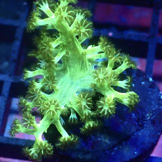 Toxic Lime Green Kenya Tree Frag