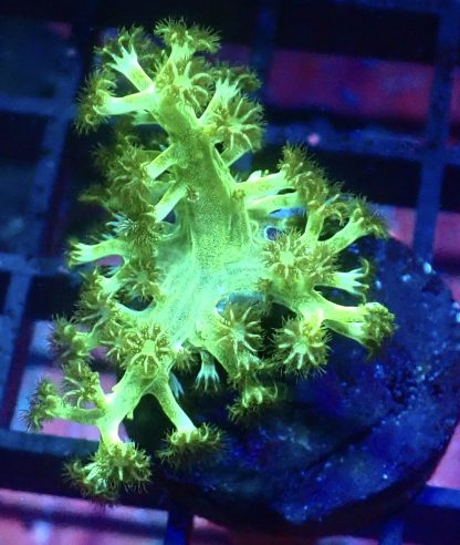 Toxic Lime Green Kenya Tree Frag