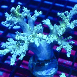 WYSIWYG A2 Green Finger Leather Soft Coral Cultured Colony