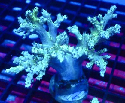 WYSIWYG A2 Green Finger Leather Soft Coral Cultured Colony