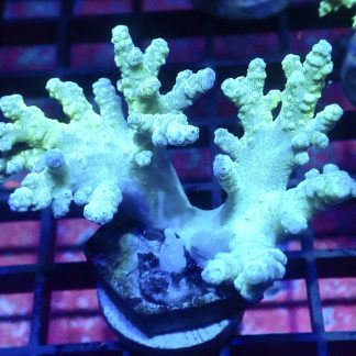 WYSIWYG A3 Green Finger Leather Soft Coral Cultured Colony