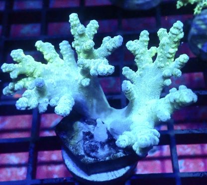 WYSIWYG A3 Green Finger Leather Soft Coral Cultured Colony
