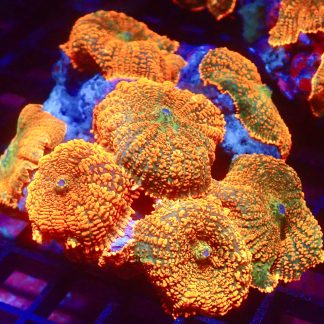 Ultra Forest Fire Mushroom Single