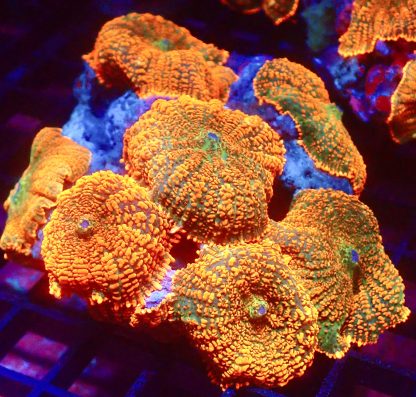 Ultra Forest Fire Mushroom Single
